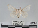 中文名:家蠶蛾(2996-229)學名:Bombyx mori (Linnaeus, 1758)(2996-229)