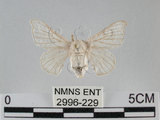 中文名:家蠶蛾(2996-229)學名:Bombyx mori (Linnaeus, 1758)(2996-229)