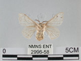 中文名:家蠶蛾(2996-58)學名:Bombyx mori (Linnaeus, 1758)(2996-58)