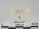 中文名:家蠶蛾(2996-58)學名:Bombyx mori (Linnaeus, 1758)(2996-58)