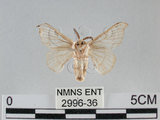 中文名:家蠶蛾(2996-36)學名:Bombyx mori (Linnaeus, 1758)(2996-36)