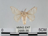 中文名:家蠶蛾(2996-36)學名:Bombyx mori (Linnaeus, 1758)(2996-36)