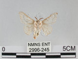 中文名:家蠶蛾(2996-245)學名:Bombyx mori (Linnaeus, 1758)(2996-245)