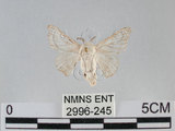 中文名:家蠶蛾(2996-245)學名:Bombyx mori (Linnaeus, 1758)(2996-245)