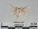 中文名:家蠶蛾(2996-212)學名:Bombyx mori (Linnaeus, 1758)(2996-212)