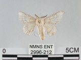 中文名:家蠶蛾(2996-212)學名:Bombyx mori (Linnaeus, 1758)(2996-212)