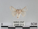 中文名:家蠶蛾(2996-211)學名:Bombyx mori (Linnaeus, 1758)(2996-211)