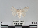 中文名:家蠶蛾(2996-211)學名:Bombyx mori (Linnaeus, 1758)(2996-211)