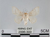 中文名:家蠶蛾(2996-300)學名:Bombyx mori (Linnaeus, 1758)(2996-300)