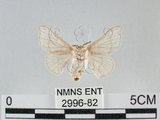 中文名:家蠶蛾(2996-82)學名:Bombyx mori (Linnaeus, 1758)(2996-82)