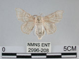 中文名:家蠶蛾(2996-208)學名:Bombyx mori (Linnaeus, 1758)(2996-208)