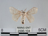 中文名:家蠶蛾(2996-104)學名:Bombyx mori (Linnaeus, 1758)(2996-104)