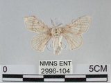 中文名:家蠶蛾(2996-104)學名:Bombyx mori (Linnaeus, 1758)(2996-104)