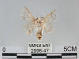 中文名:家蠶蛾(2996-47)學名:Bombyx mori (Linnaeus, 1758)(2996-47)