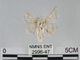 中文名:家蠶蛾(2996-47)學名:Bombyx mori (Linnaeus, 1758)(2996-47)