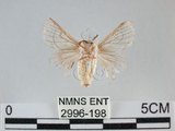 中文名:家蠶蛾(2996-198)學名:Bombyx mori (Linnaeus, 1758)(2996-198)