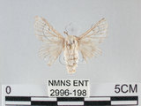 中文名:家蠶蛾(2996-198)學名:Bombyx mori (Linnaeus, 1758)(2996-198)