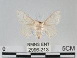 中文名:家蠶蛾(2996-213)學名:Bombyx mori (Linnaeus, 1758)(2996-213)