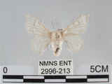 中文名:家蠶蛾(2996-213)學名:Bombyx mori (Linnaeus, 1758)(2996-213)