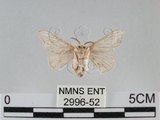 中文名:家蠶蛾(2996-52)學名:Bombyx mori (Linnaeus, 1758)(2996-52)