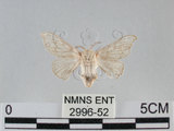 中文名:家蠶蛾(2996-52)學名:Bombyx mori (Linnaeus, 1758)(2996-52)