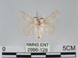 中文名:家蠶蛾(2996-128)學名:Bombyx mori (Linnaeus, 1758)(2996-128)