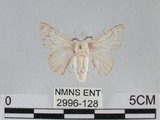 中文名:家蠶蛾(2996-128)學名:Bombyx mori (Linnaeus, 1758)(2996-128)