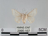 中文名:家蠶蛾(2996-167)學名:Bombyx mori (Linnaeus, 1758)(2996-167)