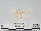 中文名:家蠶蛾(2996-167)學名:Bombyx mori (Linnaeus, 1758)(2996-167)