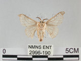 中文名:家蠶蛾(2996-190)學名:Bombyx mori (Linnaeus, 1758)(2996-190)