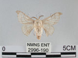 中文名:家蠶蛾(2996-190)學名:Bombyx mori (Linnaeus, 1758)(2996-190)