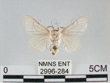 中文名:家蠶蛾(2996-284)學名:Bombyx mori (Linnaeus, 1758)(2996-284)