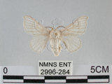 中文名:家蠶蛾(2996-284)學名:Bombyx mori (Linnaeus, 1758)(2996-284)