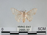 中文名:家蠶蛾(2996-37)學名:Bombyx mori (Linnaeus, 1758)(2996-37)