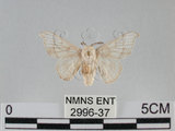 中文名:家蠶蛾(2996-37)學名:Bombyx mori (Linnaeus, 1758)(2996-37)