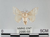 中文名:家蠶蛾(2996-68)學名:Bombyx mori (Linnaeus, 1758)(2996-68)