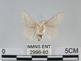 中文名:家蠶蛾(2996-93)學名:Bombyx mori (Linnaeus, 1758)(2996-93)