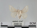 中文名:家蠶蛾(2996-93)學名:Bombyx mori (Linnaeus, 1758)(2996-93)