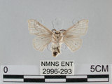 中文名:家蠶蛾(2996-293)學名:Bombyx mori (Linnaeus, 1758)(2996-293)