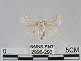 中文名:家蠶蛾(2996-293)學名:Bombyx mori (Linnaeus, 1758)(2996-293)