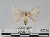 中文名:家蠶蛾(2996-180)學名:Bombyx mori (Linnaeus, 1758)(2996-180)