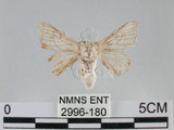 中文名:家蠶蛾(2996-180)學名:Bombyx mori (Linnaeus, 1758)(2996-180)