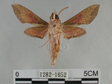 中文名:後紅斜線天蛾(1282-1652)學名:Hippotion rosetta Swinhoe, 1892(1282-1652)