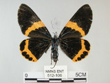 中文名:橙帶藍尺蛾(512-106)學名:Milionia pryeri (Druce, 1888)(512-106)