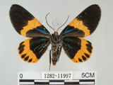 中文名:橙帶藍尺蛾(1282-11997)學名:Milionia pryeri (Druce, 1888)(1282-11997)