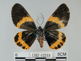 中文名:橙帶藍尺蛾(1282-12319)學名:Milionia pryeri (Druce, 1888)(1282-12319)