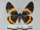 中文名:橙帶藍尺蛾(1282-12319)學名:Milionia pryeri (Druce, 1888)(1282-12319)