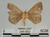 中文名:綠茶蠶蛾(246-503)學名:Andraca olivacea Matsumura, 1927 (246-503)