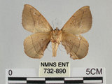 中文名:綠茶蠶蛾(732-890)學名:Andraca olivacea Matsumura, 1927(732-890)