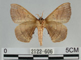 中文名:綠茶蠶蛾(2122-606)學名:Andraca olivacea Matsumura, 1927(2122-606)